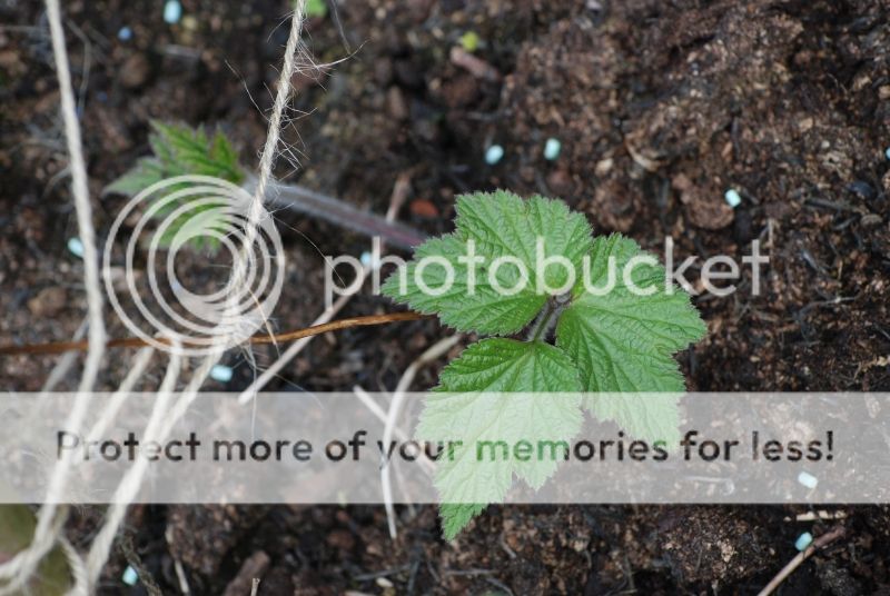 http://i11.photobucket.com/albums/a190/dannyandjackie/b_zpsldyiwbj3.jpg