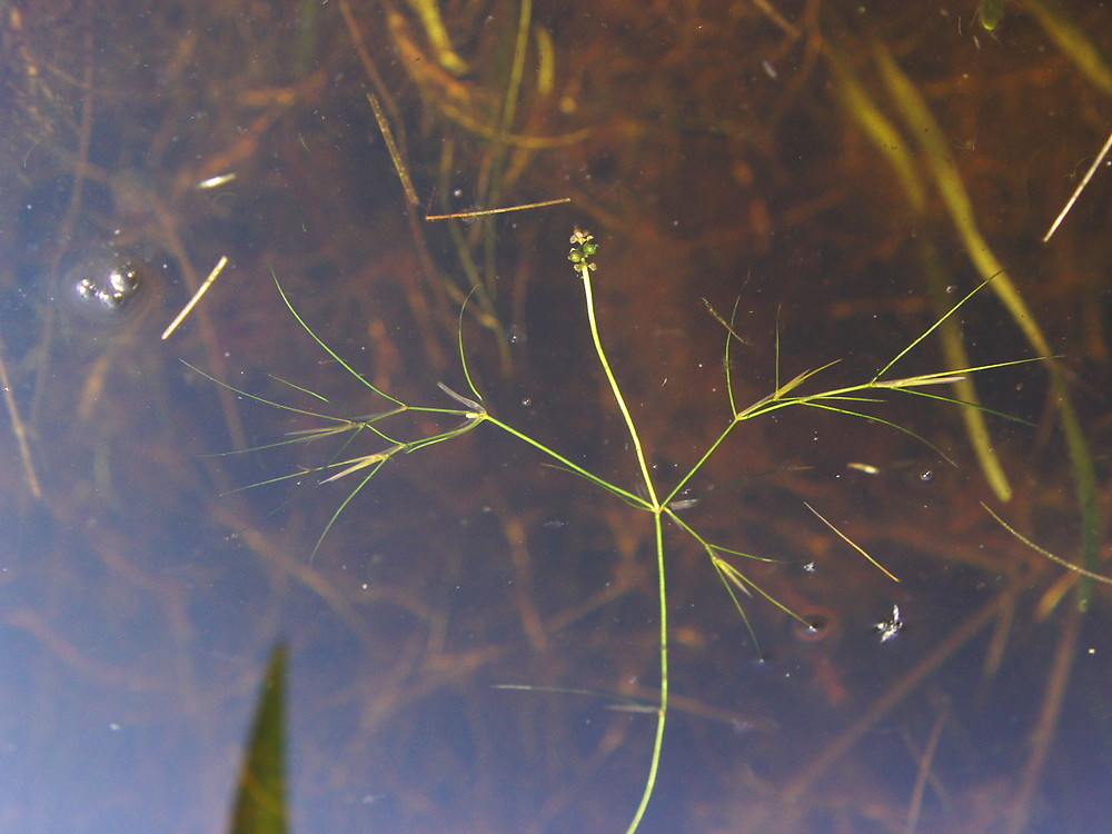 Image result for Potamogeton pusillus invasive water plants uk