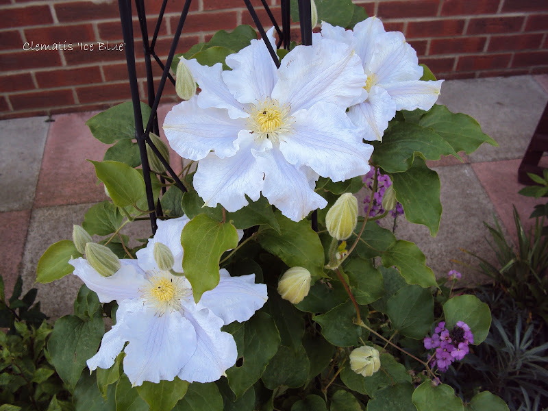 https://lh5.googleusercontent.com/-LfI3ebvg6dw/UePFVWHIHwI/AAAAAAAAA6g/uSlY3tU4wfg/s800/Clematis%2520%2527Ice%2520Blue%2527.JPG