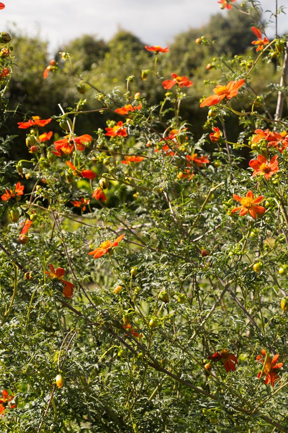 Dahlia coccinea var palmeri