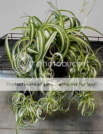 http://i1143.photobucket.com/albums/n627/thedogcody/spiderplants.jpg