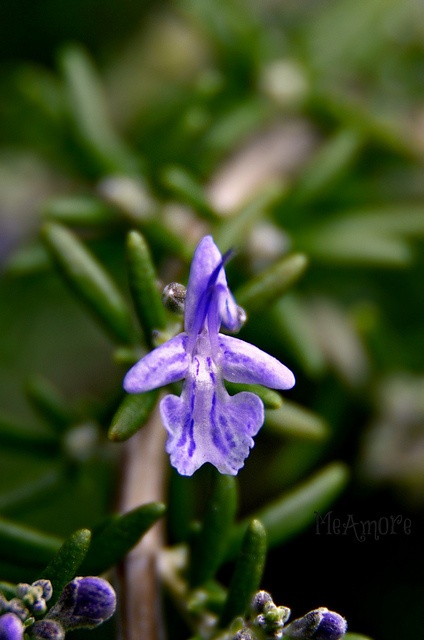 Rosemary Flower  Rosemary flower Planting herbs Rosemary