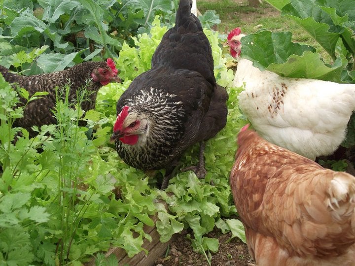 gingerhen