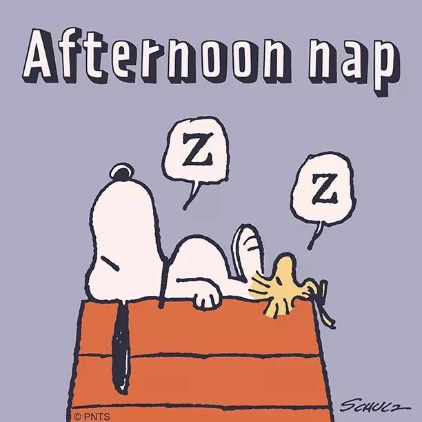 Afternoon   Snoopy comics Snoopy pictures Peanuts charlie brown snoopy