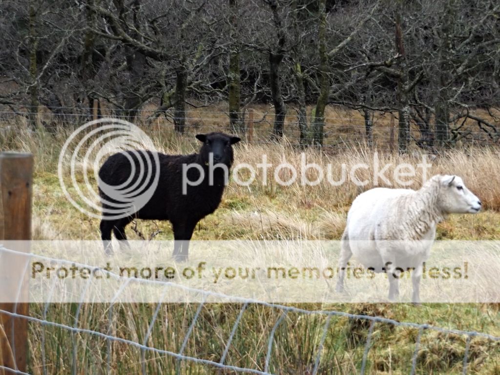 http://i1331.photobucket.com/albums/w595/fairygirl55/DSCF1300_zpsm1kk1cbx.jpg