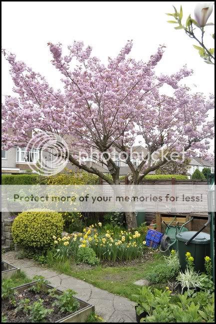 http://i232.photobucket.com/albums/ee192/thebear843/Garden/0042.jpg
