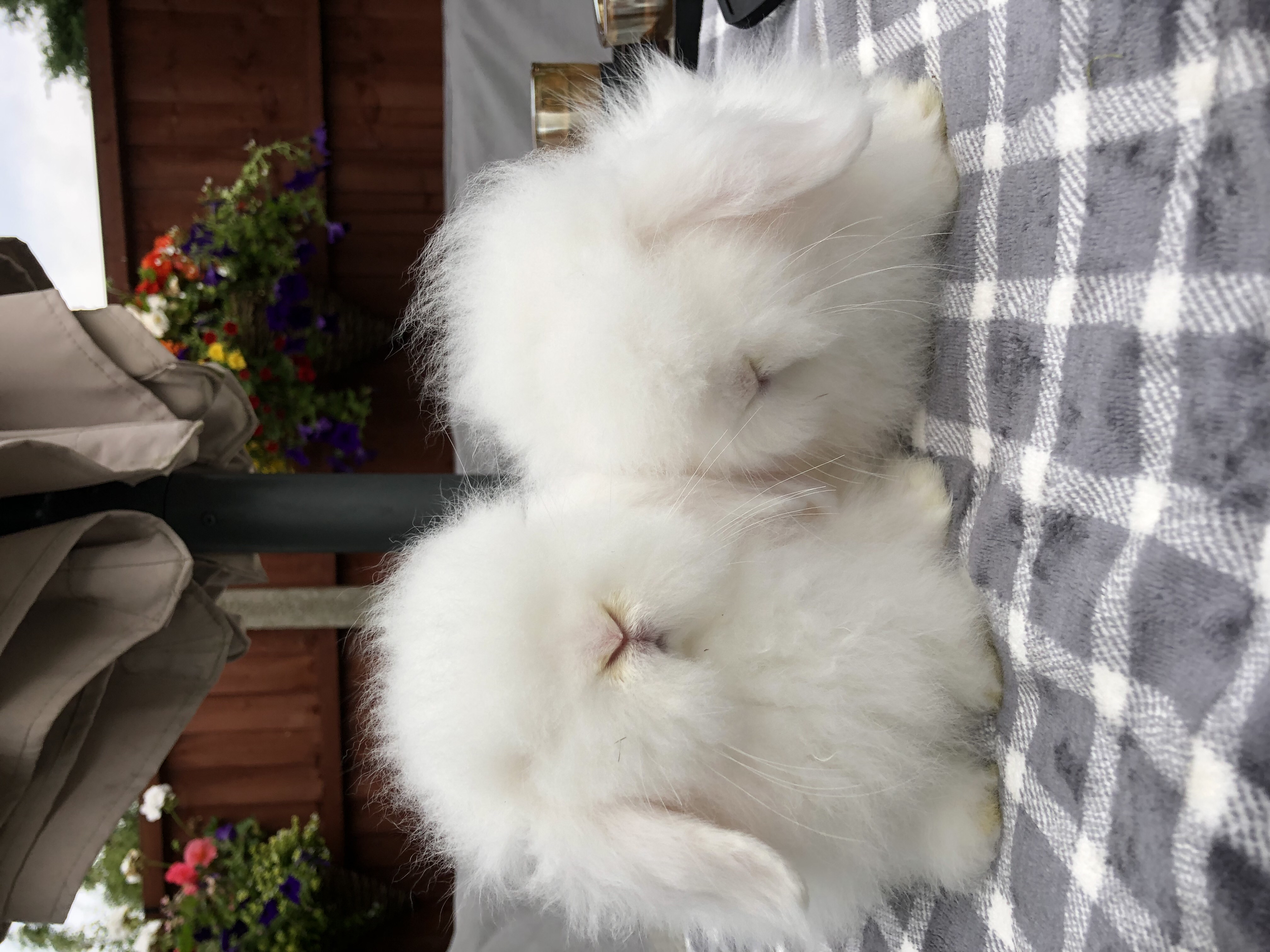 Image result for White rabbits for August 1st images