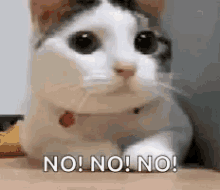 Cat Shaking Head No GIFs  Tenor