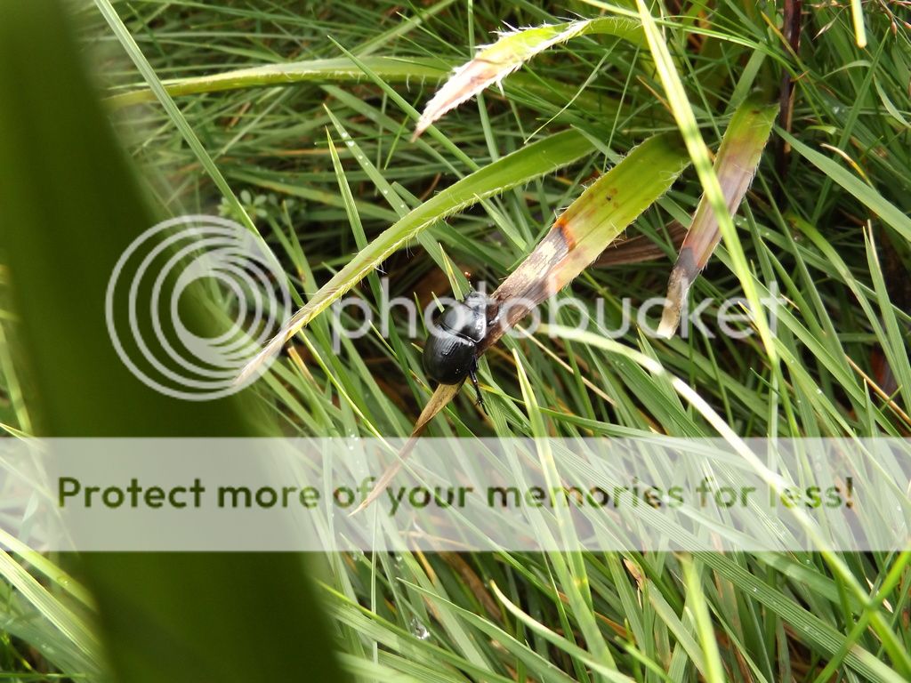 http://i1331.photobucket.com/albums/w595/fairygirl55/DSCF0521_zpsarltxpkz.jpg
