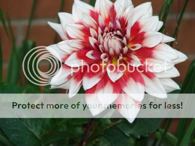 http://img.photobucket.com/albums/v11/otnorot/All%20plants/015-16-1.jpg