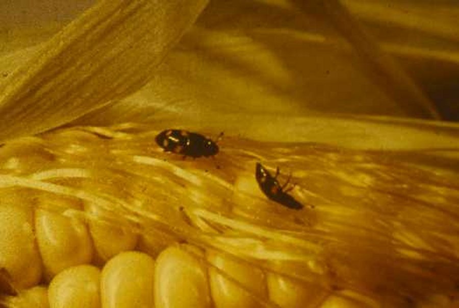http://www.omafra.gov.on.ca/IPM/images/tomatoes/insects/tomato_sap-beetle_01_zoom.jpg