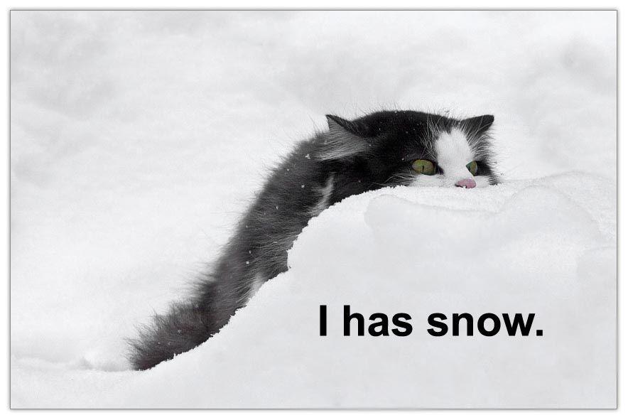 Image - 2725  LOLcats  Know Your Meme