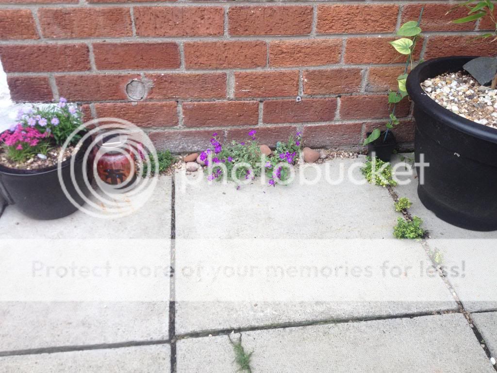 http://i1074.photobucket.com/albums/w410/kathryncraig/9413C4D4-7138-4AE6-BB85-E0E5044B8672.jpg