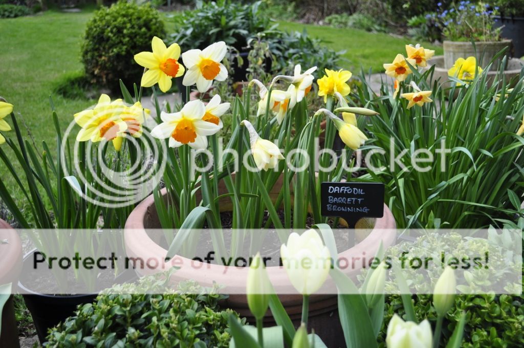 http://i232.photobucket.com/albums/ee192/thebear843/Garden/file_zpsb3886cef.jpg