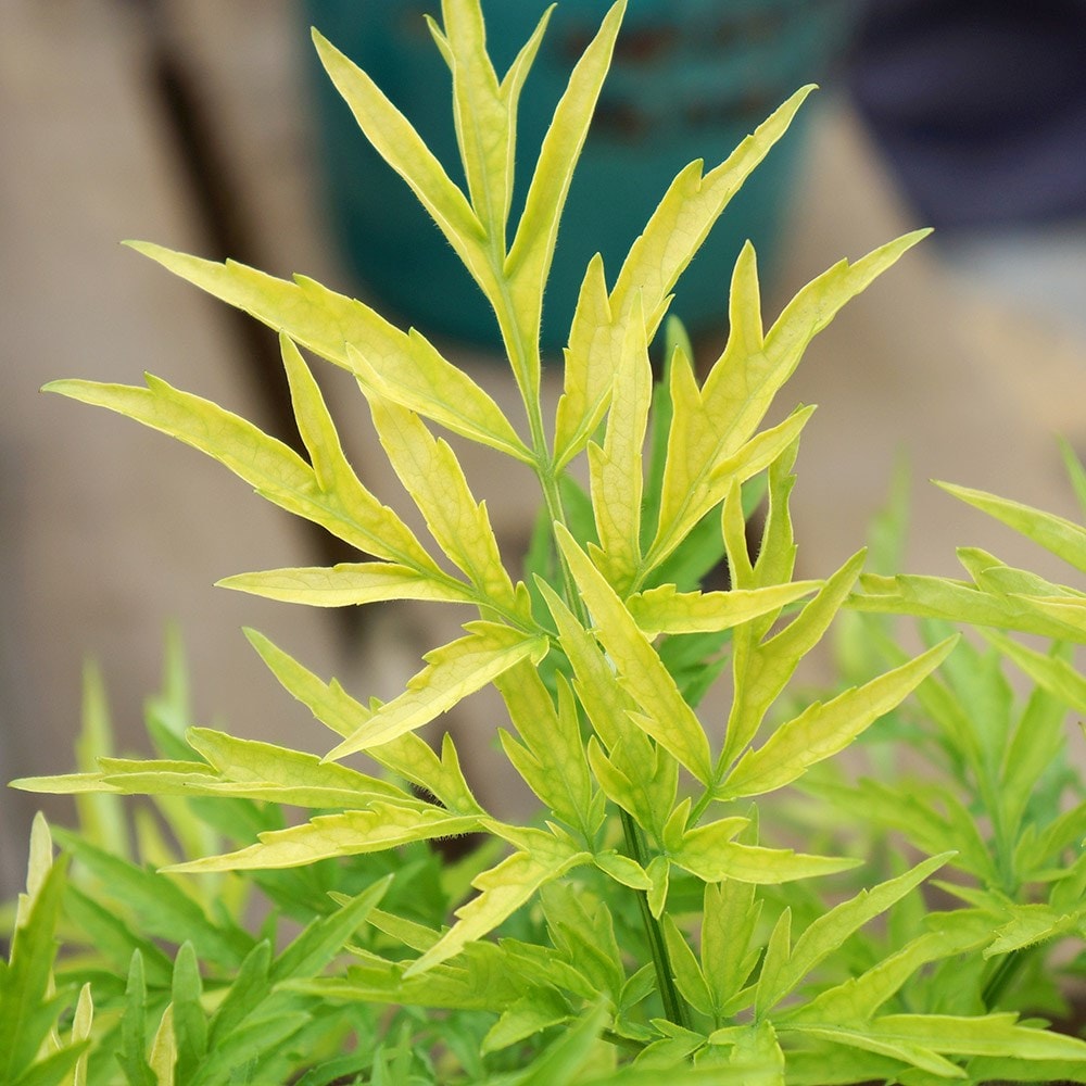 Buy elderberry Sambucus nigra Golden Tower Jdeboer001 PBR 2499  Delivery by Crocus