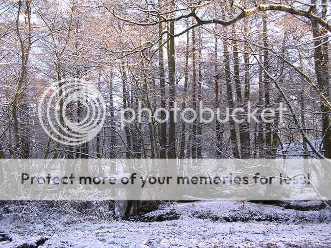http://i27.photobucket.com/albums/c186/DavidKnapper/Winter%20Wonderland/DSCN0164.jpg
