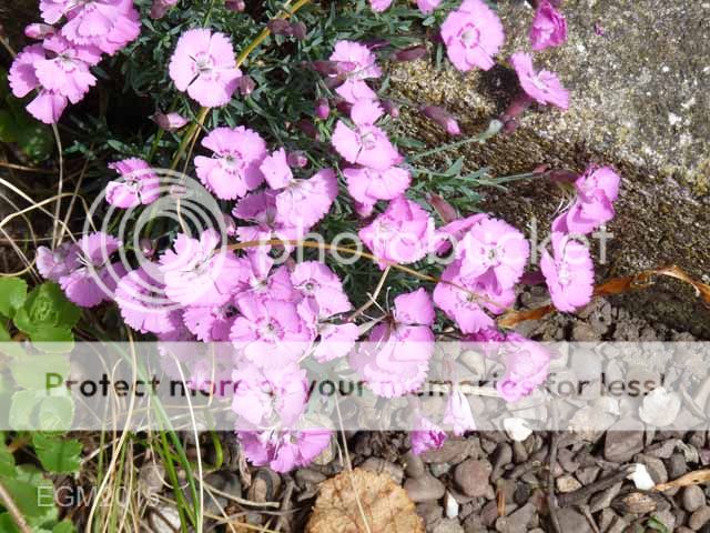 http://i703.photobucket.com/albums/ww32/Owdboggy/June%20misc%202015/June%20misc%202015%20003.jpg