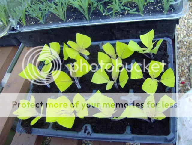 http://i1131.photobucket.com/albums/m551/lilylouise1/cuttings015.jpg