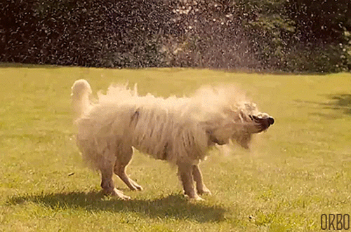 The wet dog full body shake  Dog shaking Dog gifs Dog animation