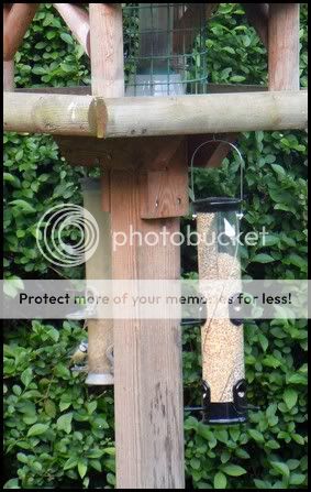 http://i232.photobucket.com/albums/ee192/thebear843/Garden/twist2.jpg