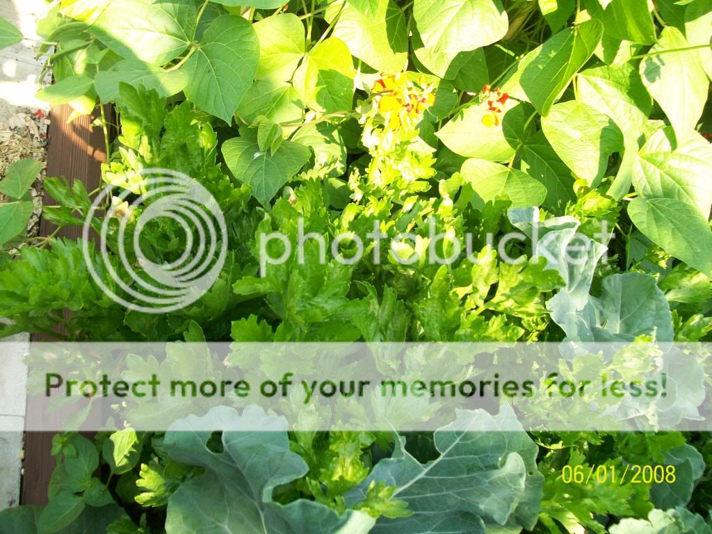 http://i1015.photobucket.com/albums/af278/bubbling_bubble_bee/gardening/celery_zps7ec8a579.jpg