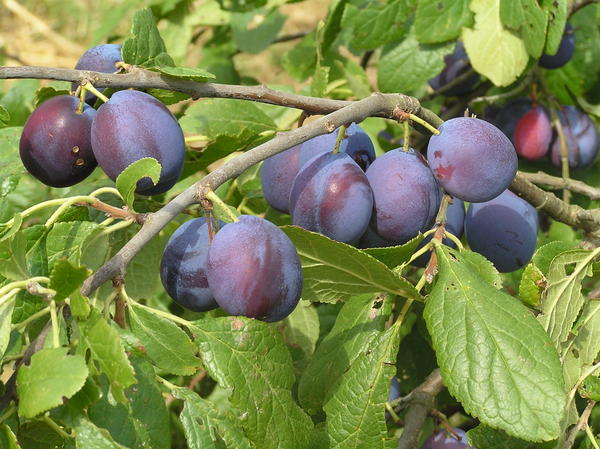 http://3.bp.blogspot.com/_GYjsNlk3RkM/S9AU4FMUlpI/AAAAAAAAEao/DqXLCXGkolk/s1600/damsons.jpg