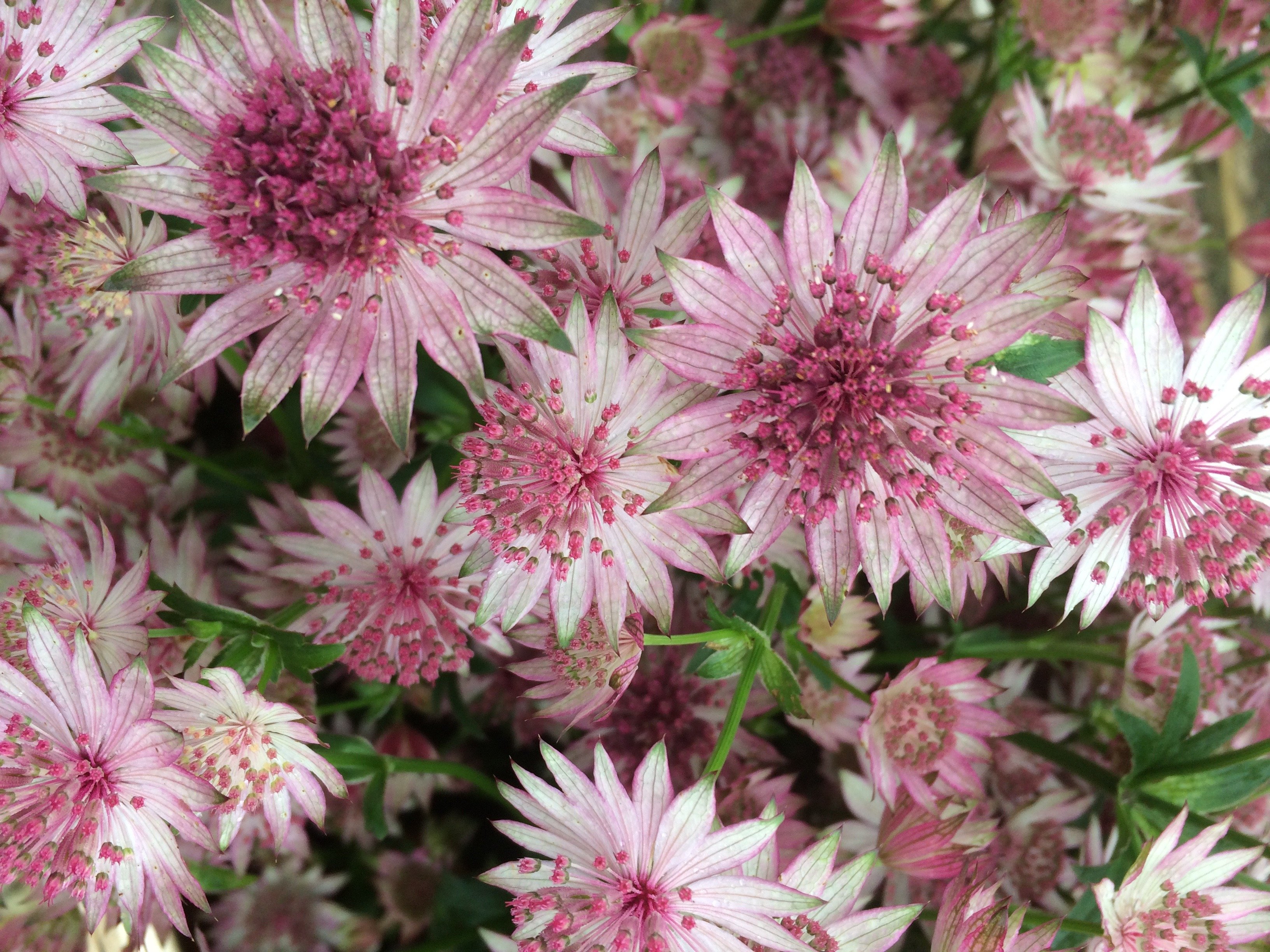 *Astrantia*