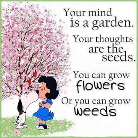 Pin by Wendy Bricker on Peanut  Growing flowers Flowers Garden