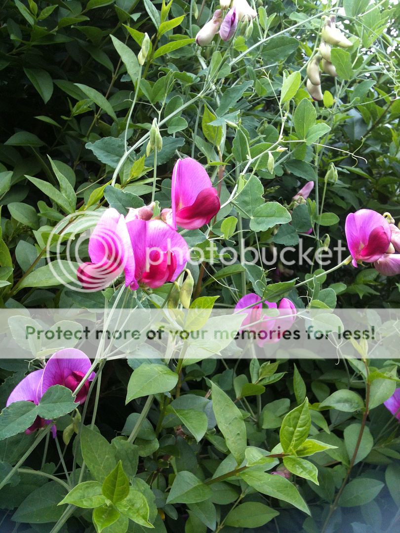 http://i1073.photobucket.com/albums/w391/Gardening7/013_zpseb960558.jpg