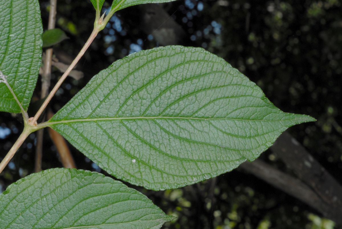 http://www.plantsystematics.org/users/dws/6_16_07_2/WeigeliaFlorida/WeigeliaFlorida4.JPG