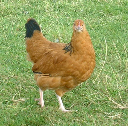 Cornish-Sue