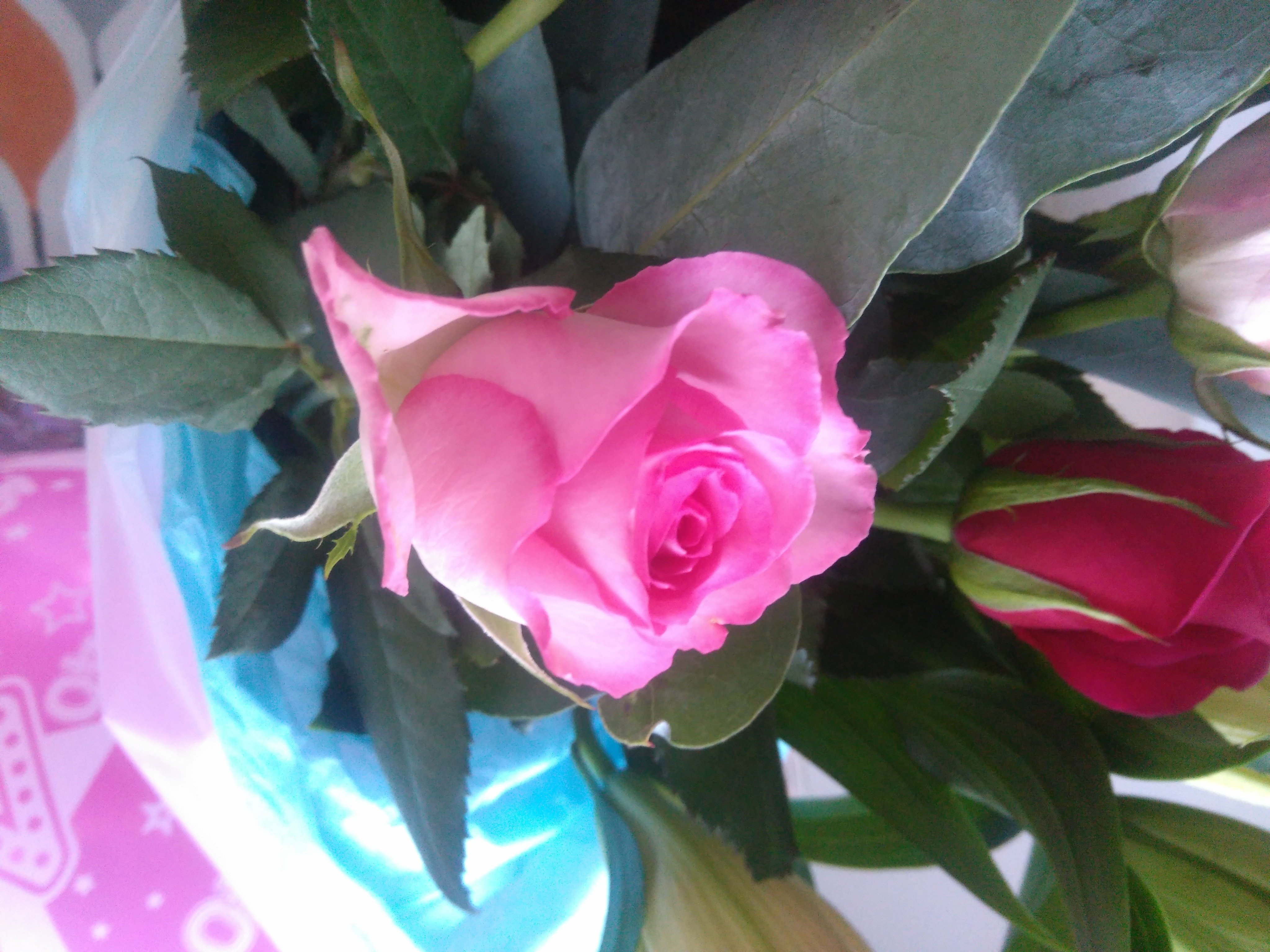 Purple Rose
