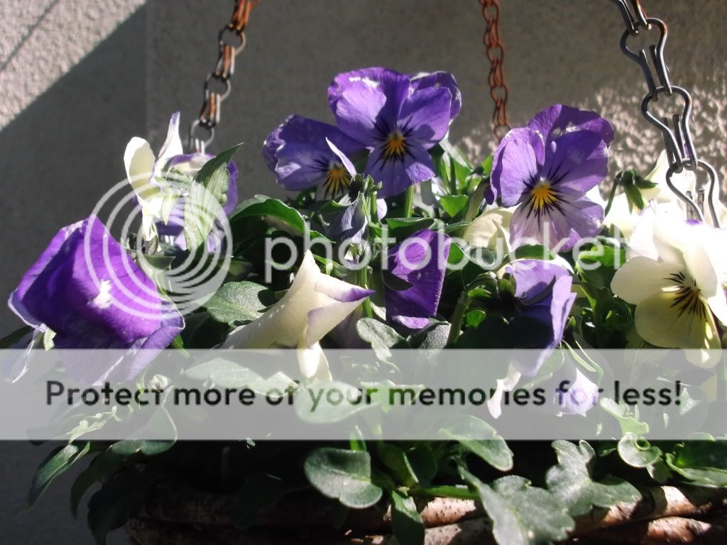 http://i1143.photobucket.com/albums/n627/thedogcody/may1st/DSCF2166.jpg