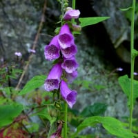 foxglovelover