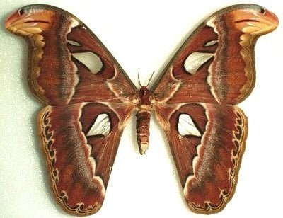 The Moth