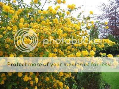 http://i232.photobucket.com/albums/ee192/thebear843/Garden/KerriajaponicaPleniflora.jpg