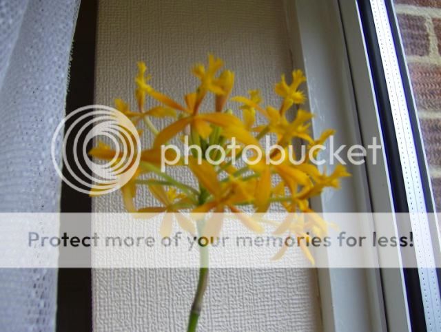 http://i1131.photobucket.com/albums/m551/lilylouise1/orchids002.jpg