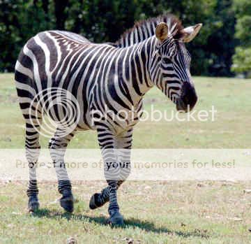 http://i1143.photobucket.com/albums/n627/thedogcody/zebra1.jpg