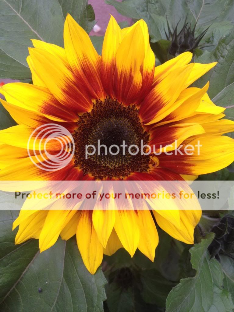 http://i1074.photobucket.com/albums/w410/kathryncraig/4AFD120A-2BAB-456A-ADD3-AA76F6D5AC62.jpg