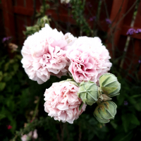 phodg84