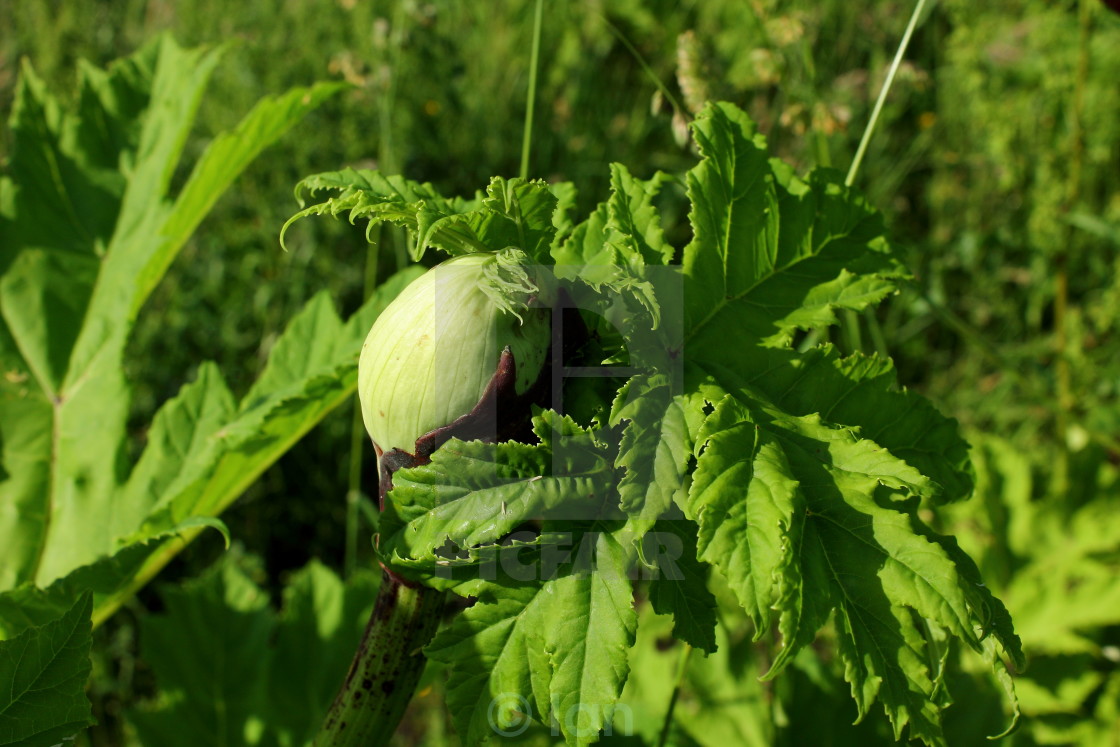Image result for hogweed flower bud