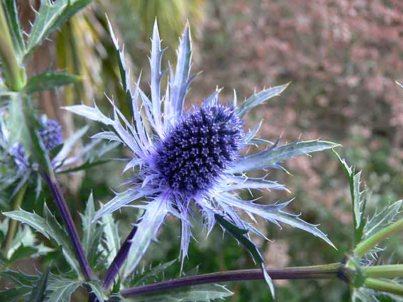 http://muller.lbl.gov/photos/Eryngium.jpg
