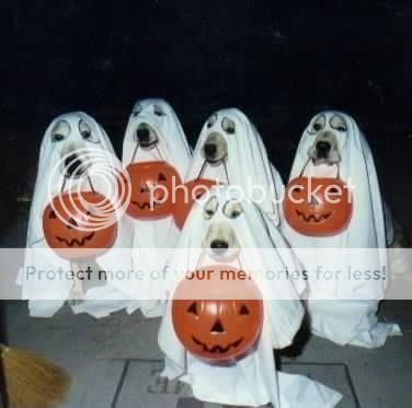 http://i1143.photobucket.com/albums/n627/thedogcody/dog-halloween-costumes-3.jpg