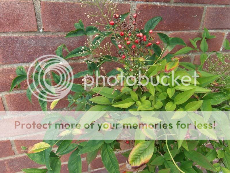 http://i55.photobucket.com/albums/g154/doma2001/SAM_3152.jpg