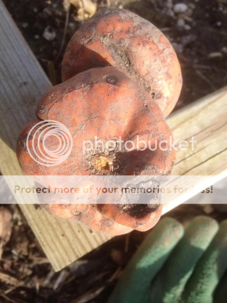 http://i1276.photobucket.com/albums/y466/econaturalist/IMG_0403_zps7f302b38.jpg