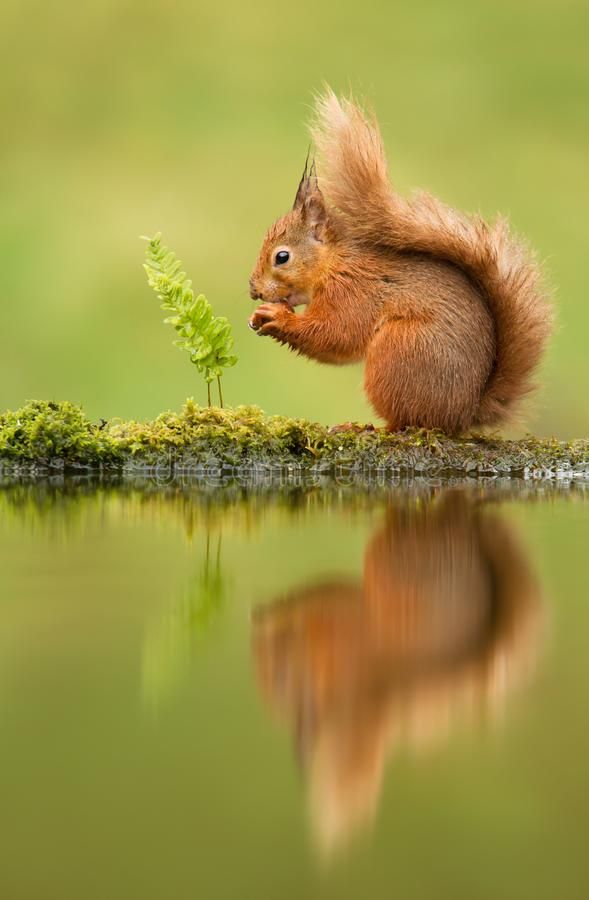 Reflection of a red squirrel Sciurus vulgaris UK  Affiliate squirrel  red Reflection UK vulgaris ad  Red squirrel Cute squirrel  Squirrel pictures