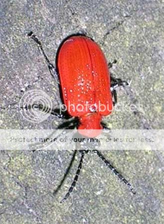 http://i703.photobucket.com/albums/ww32/Owdboggy/lilybeetlecopy.jpg