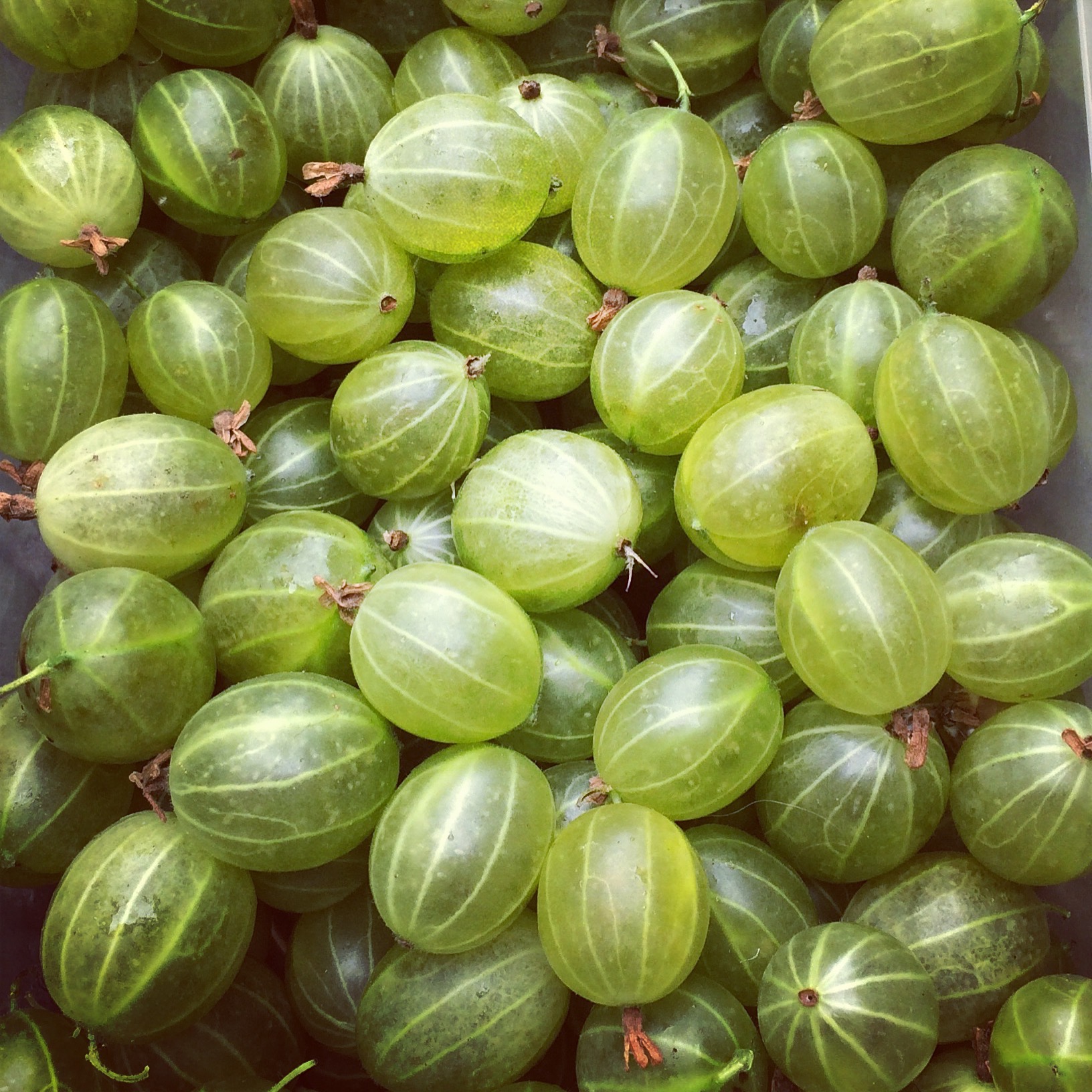 theinsideoutgardener