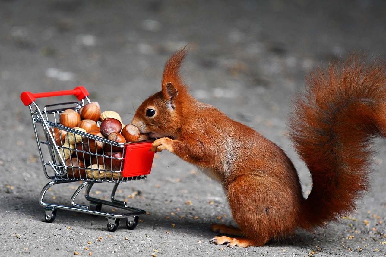 Image result for squirrel with hazelnut