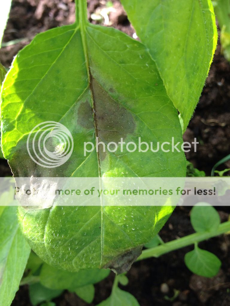 http://i1125.photobucket.com/albums/l599/ria_g1/f1d8c4a2804379b406a6bcb25ab9c58f.jpg